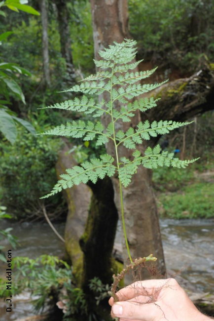Frond