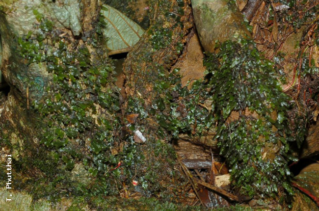 Habit