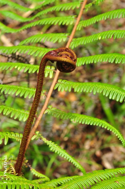 Unfurling frond