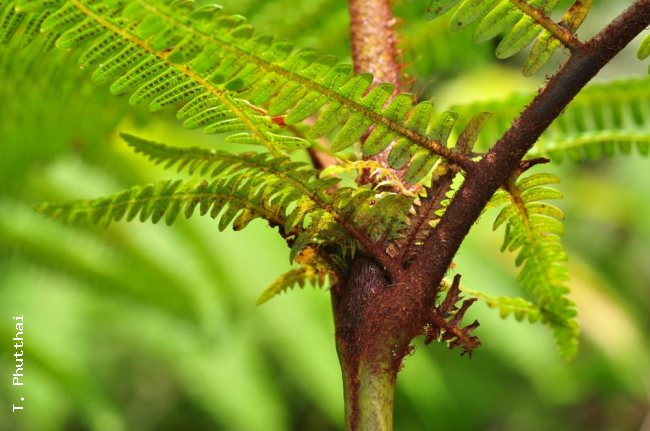 Node within frond with stipule-like leaflets