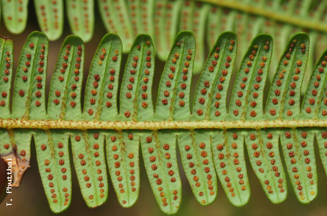 Lower surface of lamina