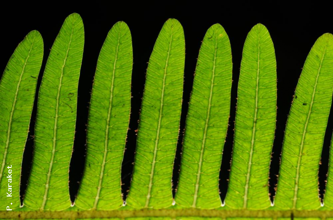 Upper surface of lamina