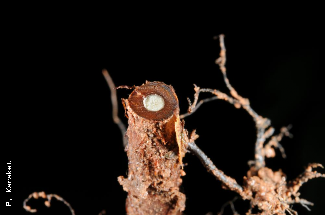 Cross section through rhizome