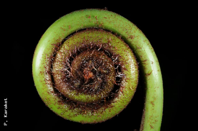 Crozier