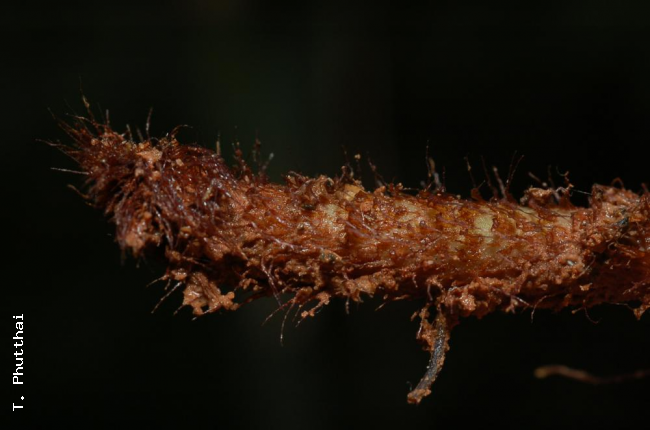 Scales on rhizome