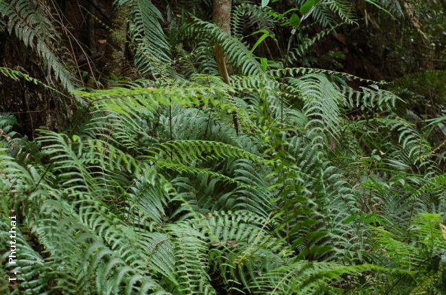 Habit