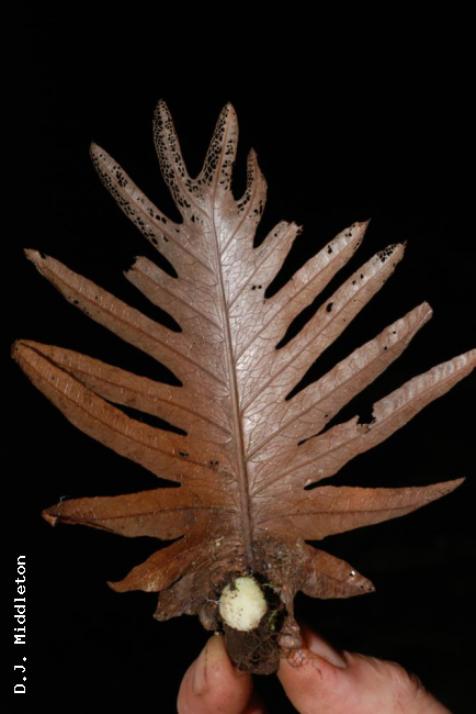 Nest leaf