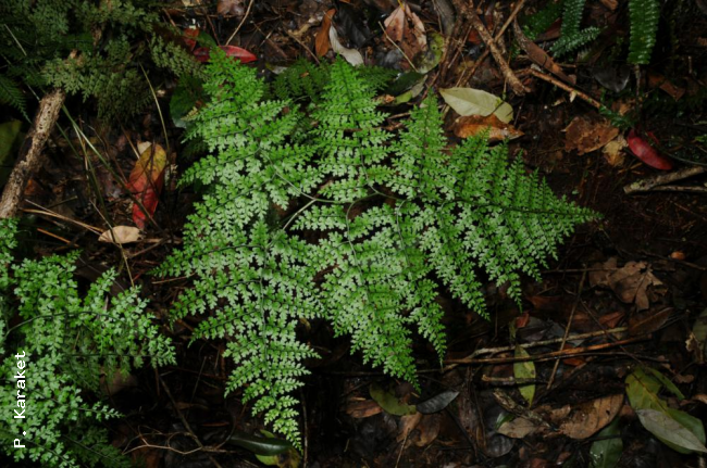 Habit