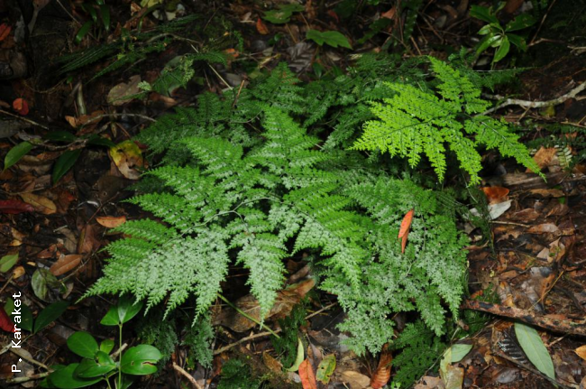 Habit