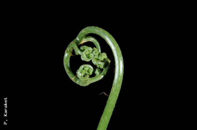 Crozier