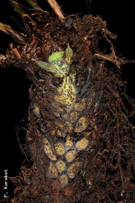 Rhizome