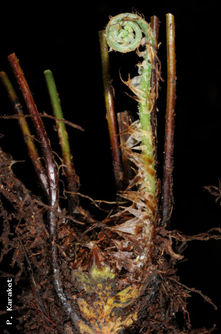 Crozier showing scales