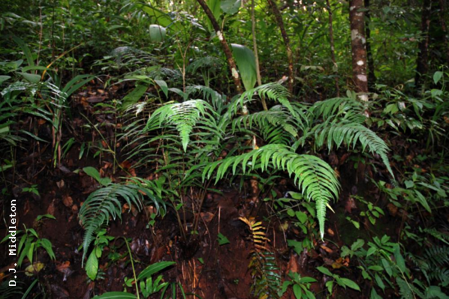 Habit