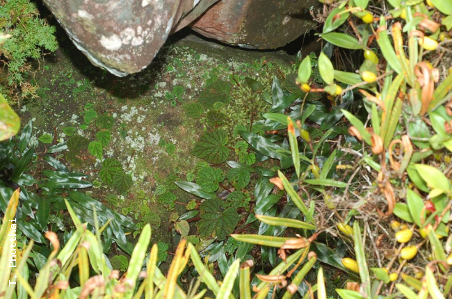 Habit