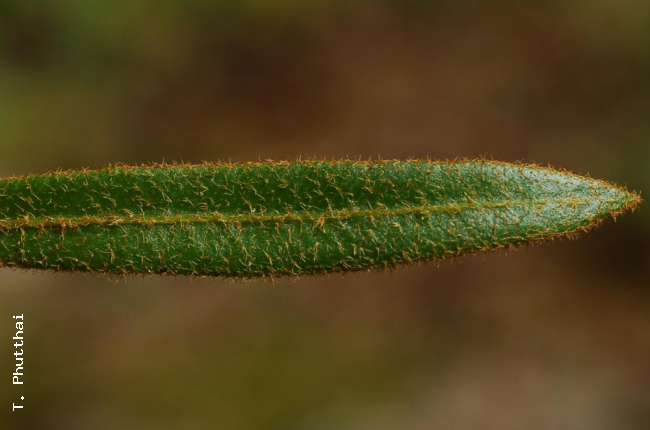 Upper surface of young frond