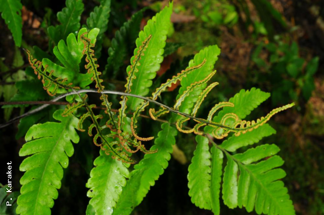 Habit
