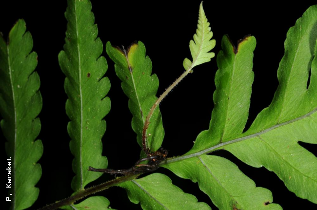 Bulbil on sterile frond