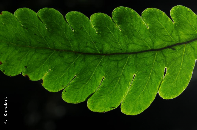 Venation in sterile frond