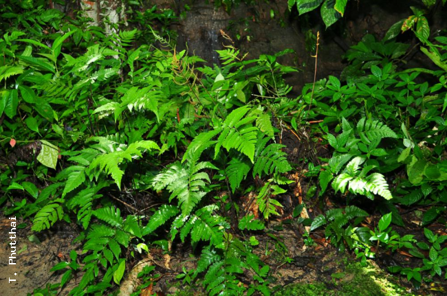 Habit