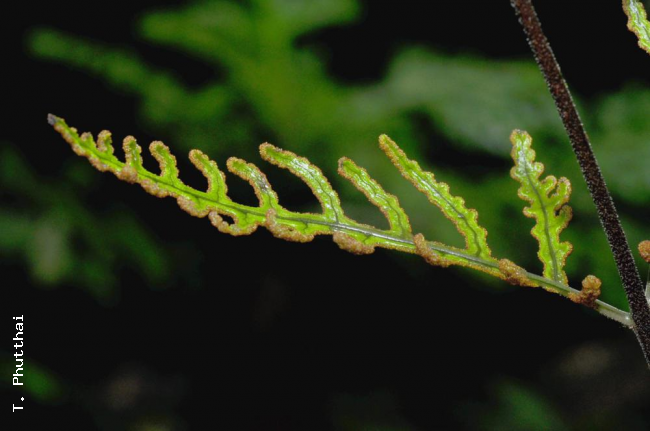 Upper surface of fertile frond