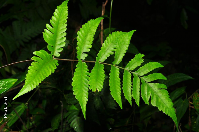Sterile frond