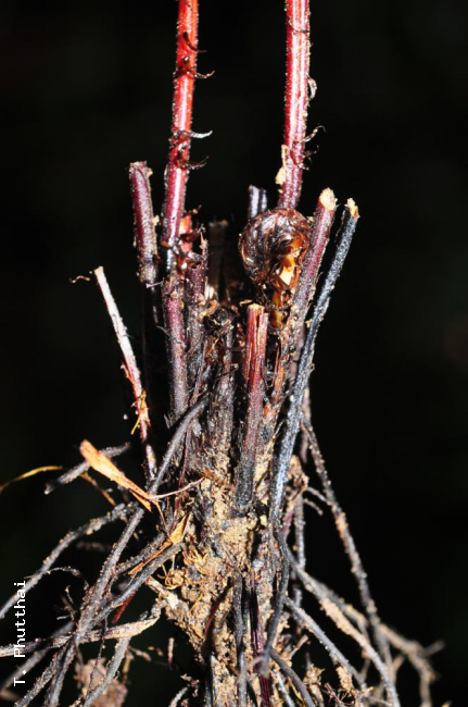 Rhizome