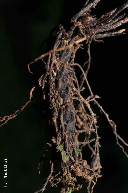 Rhizome