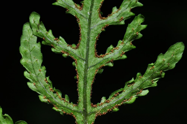 Partially fertile frond