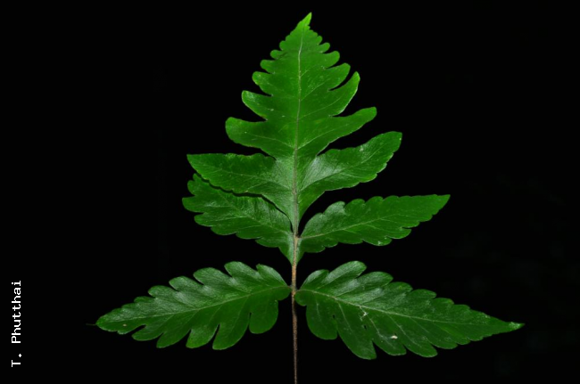 Sterile frond