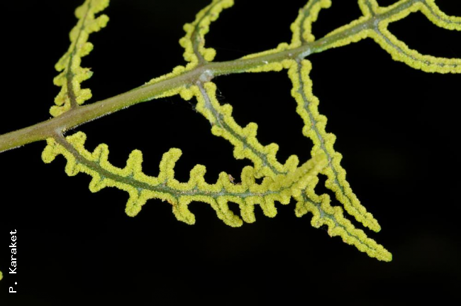 Fertile frond with young sori