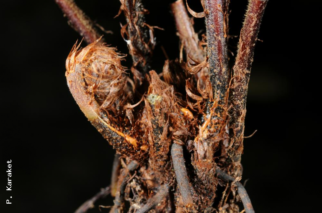 Rhizome