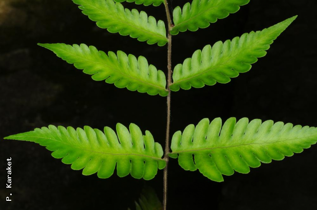 Basal pinnae