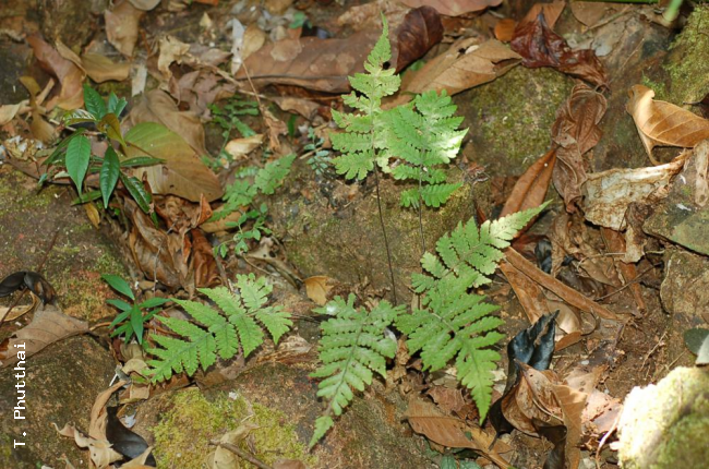 Habit