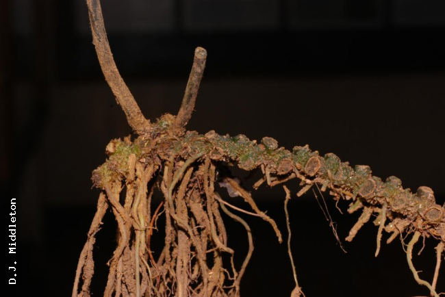Rhizome