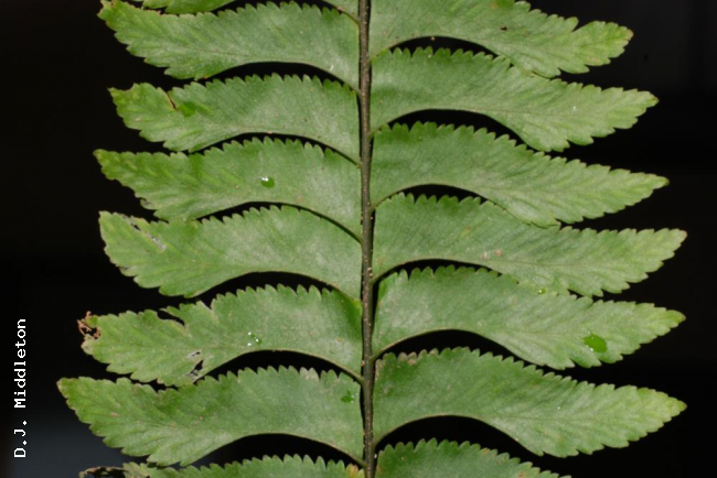 Upper surface of lamina