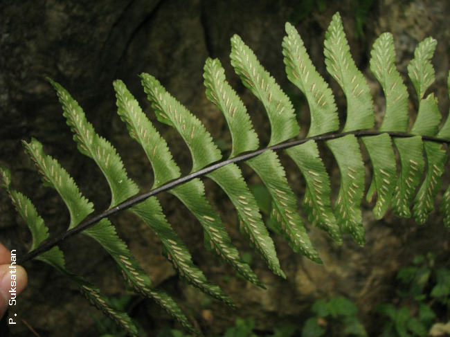 Frond from beneath