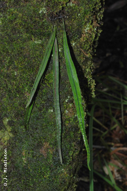 Habit