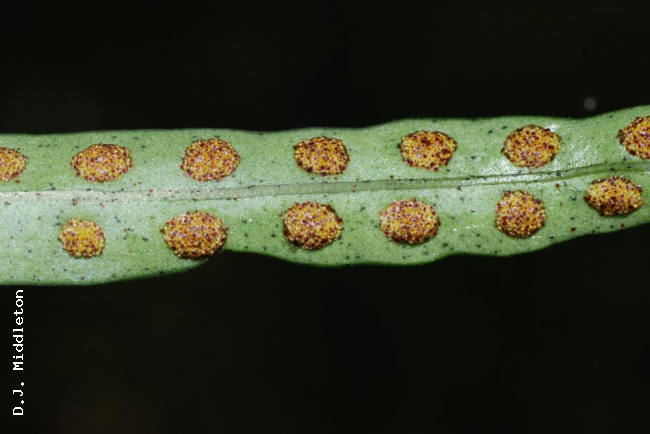 Lower surface of frond with sori