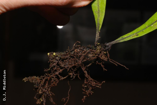 Rhizome and stipe bases