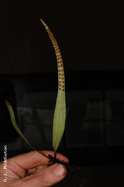 Frond from beneath
