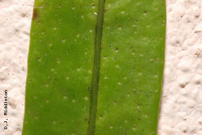 Lower surface of frond