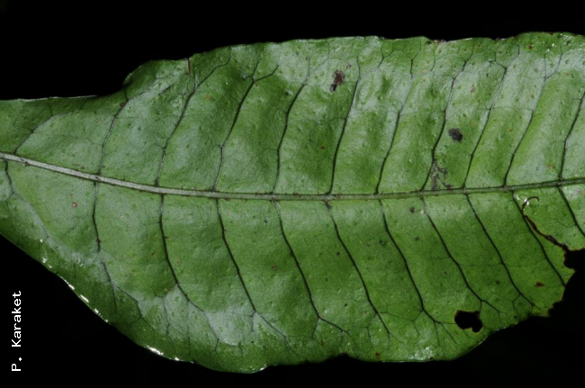 Upper sterile frond surface