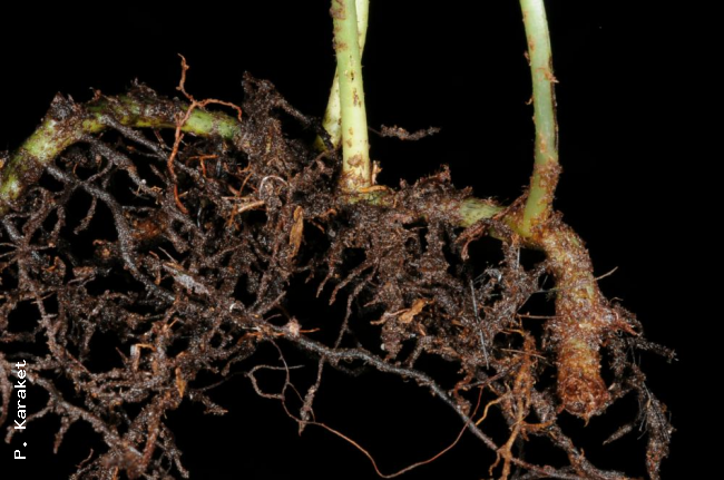 Rhizome and stipe bases