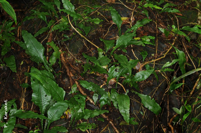 Habit