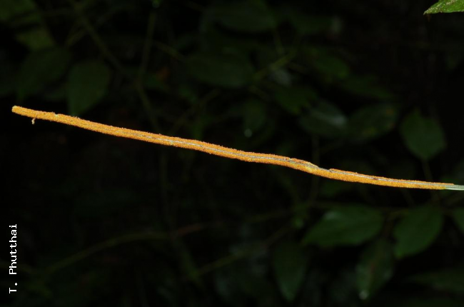 Fertile frond