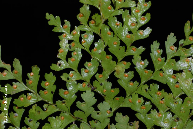 Lower surface of lamina