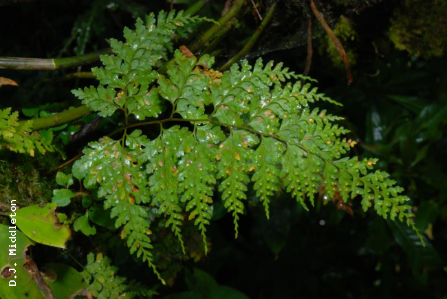 Habit