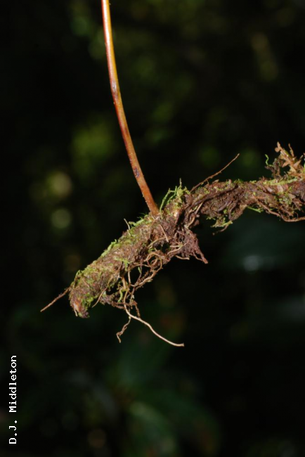 Rhizome