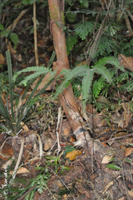 Habit