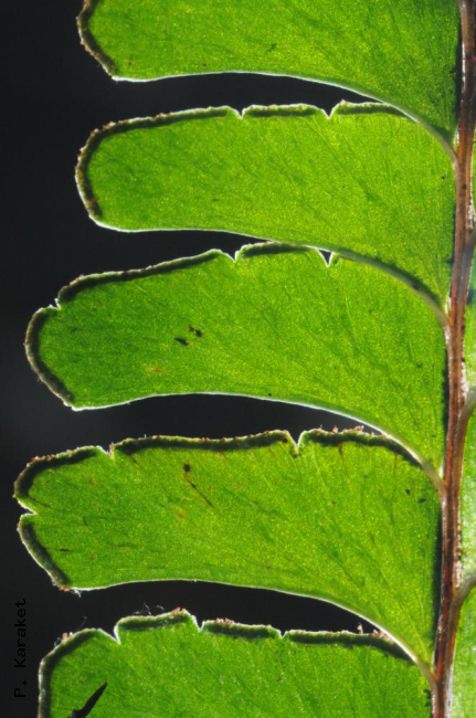 Upper surface of pinnules and venation